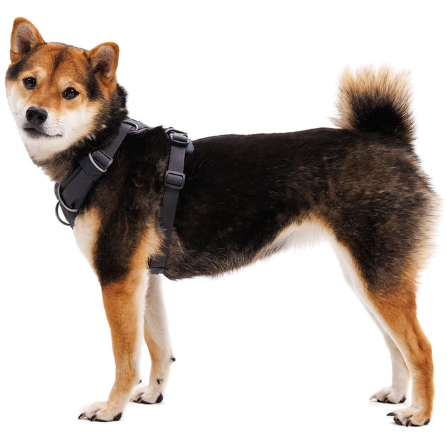 Front Range Dog Harness