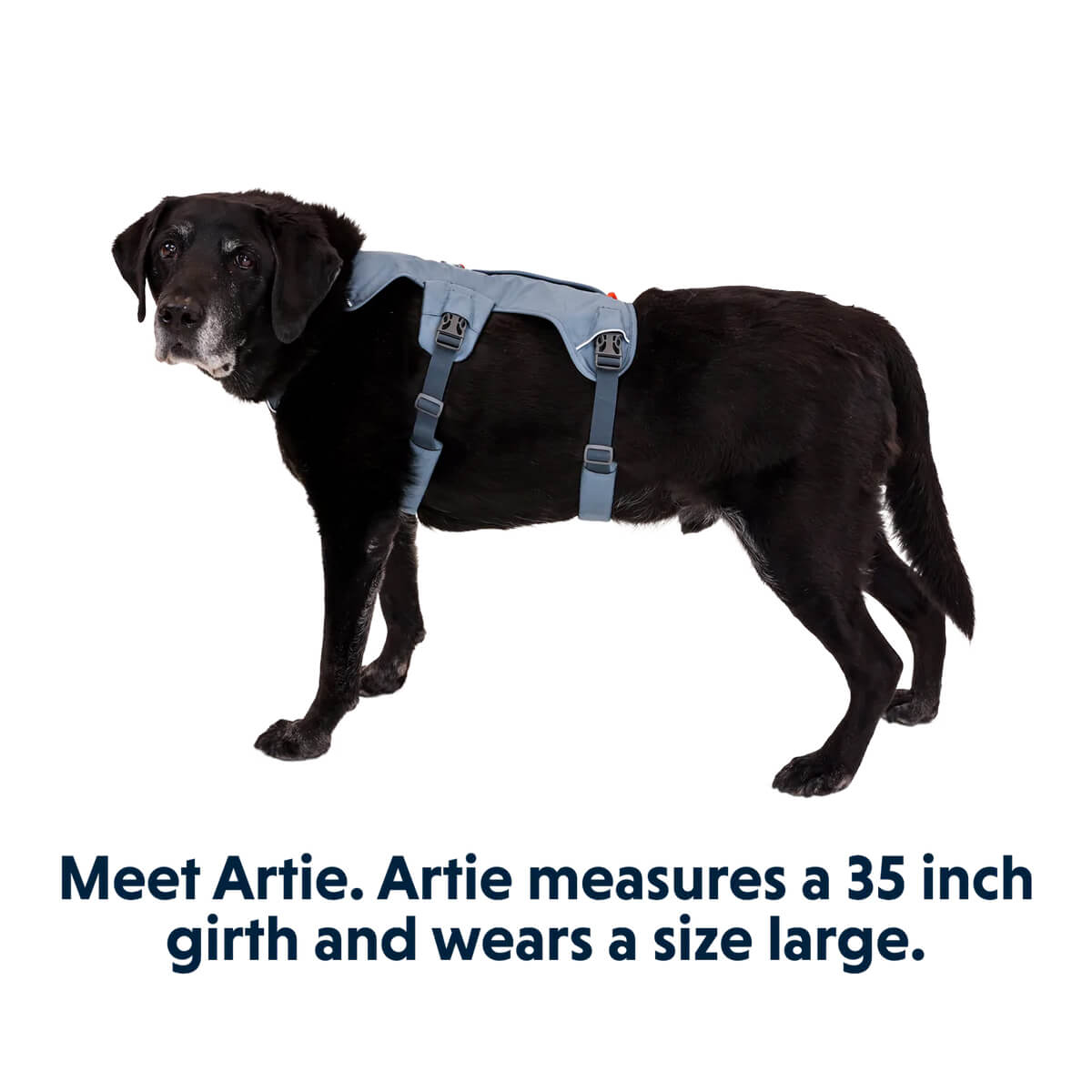 Web Master Harness with Handle